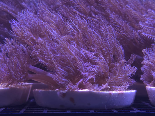 xenia anthelia